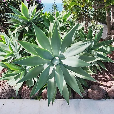 Casa Blanca Apartment